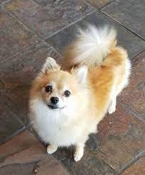 Adopt Gigi On Petfinder Pomeranian Dog Pets Animal Shelter
