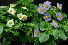 Image result for Exacum