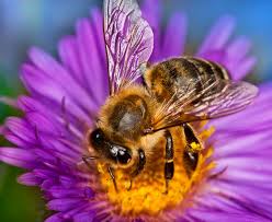 Check spelling or type a new query. Ks1 Plants Parts Of A Flower And Reproduction