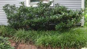 Buy otto luyken cherry laurel trees online for home delivery. Time To Prune Cherry Laurels Azaleas Too