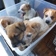 Heart beat line dog australian shepherd cattle puppy adoption car vinyl decal. Red Heeler Australian Cattle Dog Puppies