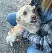 Dogwood Animal Rescue Project