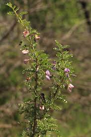 Image result for Ormocarpum trichocarpum