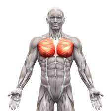 With an occasional but first, let's have a quick anatomy lesson, so you can better understand this impressive muscle. Chest Muscles Compedium