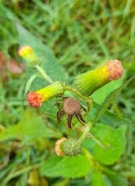 Image result for Crassocephalum crepidioides