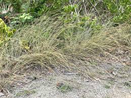Image result for Schizachyrium sanguineum