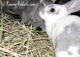 Grazers (horses, cattle, rabbits, etc.) are more prone to salt deficiency. Rabbit Diarrhea From Enterotoxemia Coccidiosis Enteritis Tyzzers