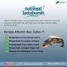Manfaat Albumin Untuk Anak Protein Gabus Nutrisi