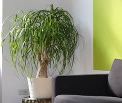 L'usanza di selezionare piante adattate a vivere in appartamento nasce in europa nel xix secolo. Cura Delle Piante Da Appartamento Trucchi E Segreti Lombarda Flor