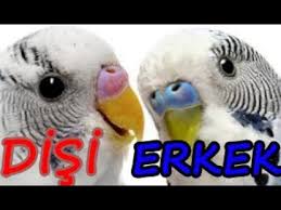 Muhabbet Kusu Cinsiyeti Nasil Anlasilir Youtube