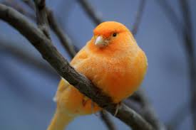 These popular little song birds have been bred in a variety of attractive colors and varieties differing in song and appearance. 8 818 Orange Canary Photos Free Royalty Free Stock Photos From Dreamstime
