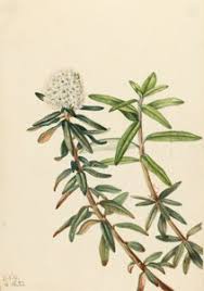 Image result for Protea gaguedi