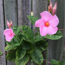 Check spelling or type a new query. Mandevilla X Amabilis Alice Du Pont Mandevilla Alice Du Pont In Gardentags Plant Encyclopedia