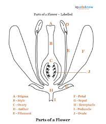 The table describes the main parts of a flower and their functions: Parts Of A Flower Lovetoknow