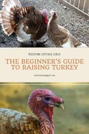 The wild turkey being native to north america (the heavier of the two), and the ocellated turkey being native to central america. The Beginner S Guide To Raising Turkey