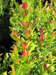 Image result for Eugenia malangensis