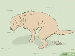 Our model of providing outstanding parent dogs as pets to family friends has been. 3 Ways To Treat Giardia In Dogs Wikihow