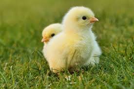 We did not find results for: Cara Merawat Calon Indukan Ayam Dari Usia 0 Hingga Siap Bertelur Ringtimes Banyuwangi