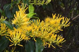 Image result for Loranthaceae