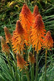The tubular flowers are red with an orange interior and are a favorite of hummingbirds and bumblebees. Go Gardening Helping New Zealand Grow Garden Inspiration Tips And Advice From The Expert
