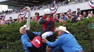 The loud track and (1054 signatures on petition). 2018 Emerald Downs Ostrich Race Youtube