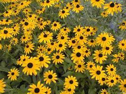 Rudbeckia Flowers Name Rudbeckia Flowers Origin Colour Of Rudbeckia Flowers Easiest Flowers To Grow Colorful Garden Autumn Garden