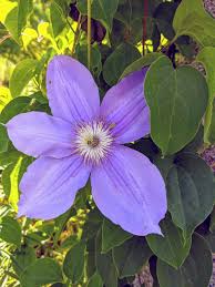 Image result for Clematis simensis