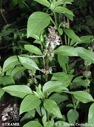 Image result for Ocimum fimbriatum