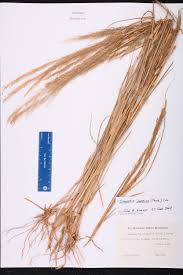 Image result for Eragrostis japonica