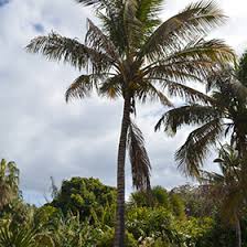 Image result for Cocos nucifera