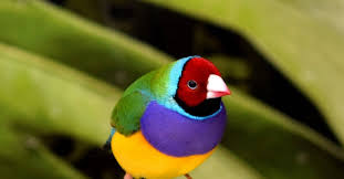 Human history has involved globalization for thousands of years. Gouldian Finch Bird Facts Erythrura Gouldiae Az Animals