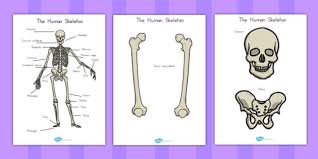 There are three types of muscle tissue in the human body: Human Skeleton Cut Outs Scientific Names Teacher Made
