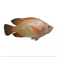 Ikan nila merupakan jenis ikan air tawar yang banyak dibudidayakan sebagai ikan konsumsi. Jual Ikan Nila Merah 1 Kg 4 5 Ekor Fresh Kota Bekasi Fresh Food