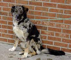 Meet Callie O Malley A Petfinder Adoptable Catahoula Leopard Dog Dog Cape Girardeau Mo Humane Society Dogs Australian Shepherd Dogs Catahoula Leopard Dog