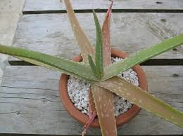 Brown spots all over my aloe vera. Why Is My Aloe Plant Turning Brown Succulent Alley
