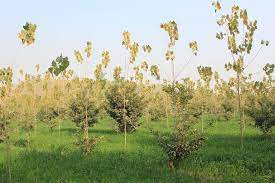 🪴 expert advice from our. Indigenous Tree Species Can Meet Growing Demand For Wood