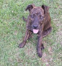 The american pit bull terrier is a powerful dog with an undeserved reputation for inherent viciousness. New Milford Ct American Pit Bull Terrier Meet Brenda A Pet For Adoption