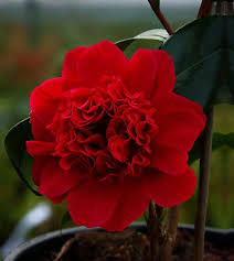 Camellia Takanini Japonica A Really Eye Catching And Sublime Variety Well Worth Seeking Out And Growing Spring