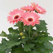 Image result for Gerbera