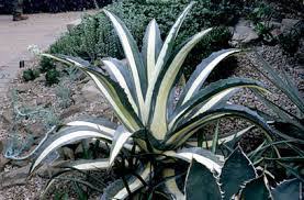 Image result for Agave americana