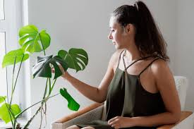 Image result for Monstera