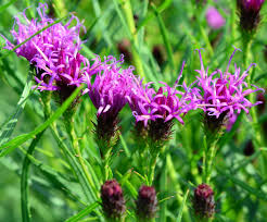 Image result for Vernonia sutherlandii