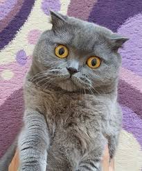 Pin On Scottishfold