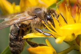 La transformation du nectar en miel par les abeilles est aussi expliquée et des chiffres concernant cette production sont présentés afin de comprendre l'ampleur du travail effectué par ces insectes. Comment Les Abeilles Fabriquent Elles Le Miel Le Portail Media
