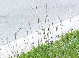 Maybe you would like to learn more about one of these? Bahia Grass Allergy Info Stallergenes Greer