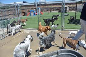 Sleepovers include cozy, private rooms, daily exercise in. Aurora S Dog Vacation Destination Daycare Boarding Grooming