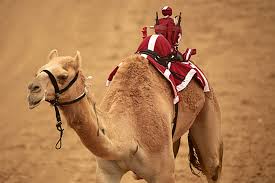 There were ants carrying grains of corn on one side of the path and flies eating honey on the other. A Camel In Maine Yep Right In Winslow