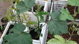 Lady finger (cocktail), a drink comprising cherry brandy, gin and kirsch. Okra Lady Finger Plant Youtube