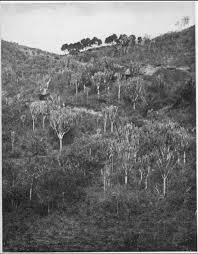 Image result for Bivinia jalbertii