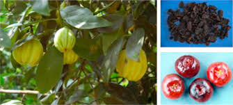 Common names include garcinia cambogia (a former scientific name), as well as brindleberry, malabar tamarind, goraka (ගොරකා), and kudam puli (pot tamarind). Garcinia An Overview Sciencedirect Topics